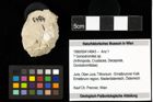Foto (Objekt + Etiketten) von ? Goniodromites sp. 